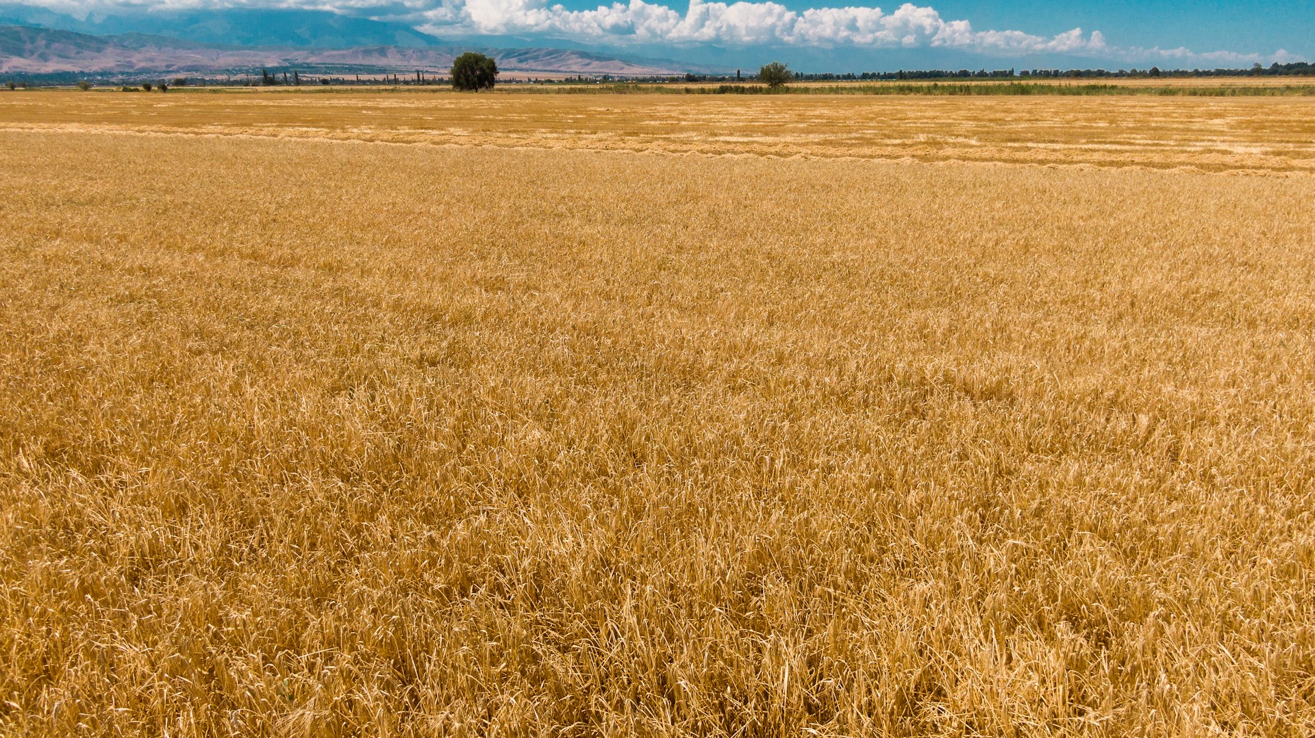 a large field of dry grass under a blue sky