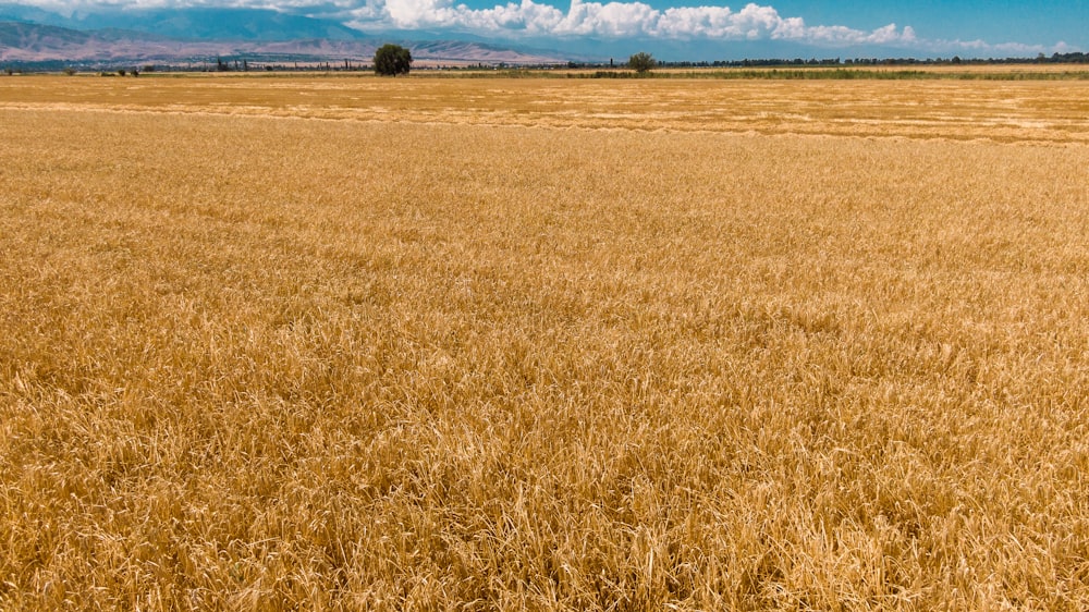 Un grand champ d’herbe sèche sous un ciel bleu