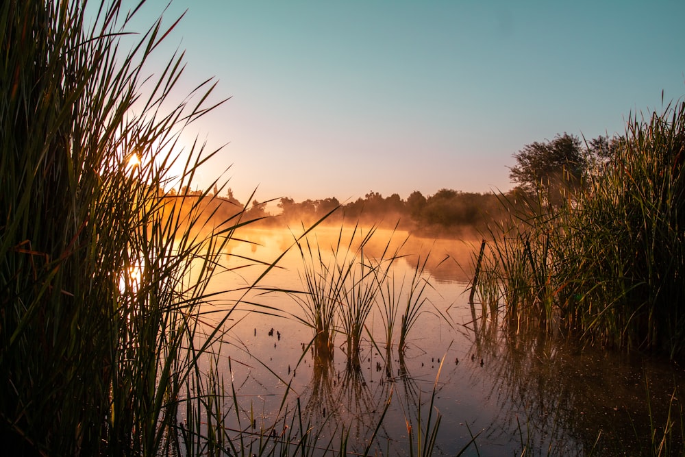 a body of water surrounded by tall grass