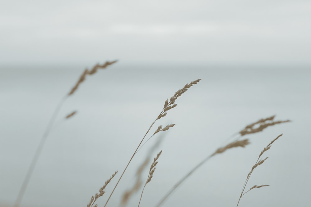 a close up of a plant with water in the background