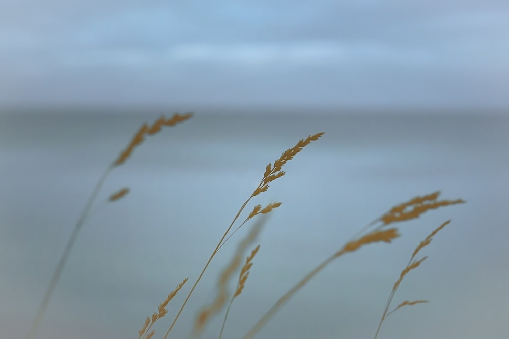 a blurry photo of some grass by the water