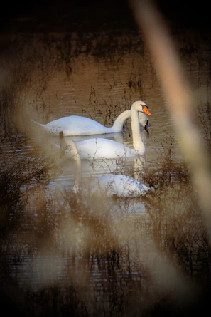 A group of elegant swans forming a serene pattern on a calm water surface surrounded by reeds.