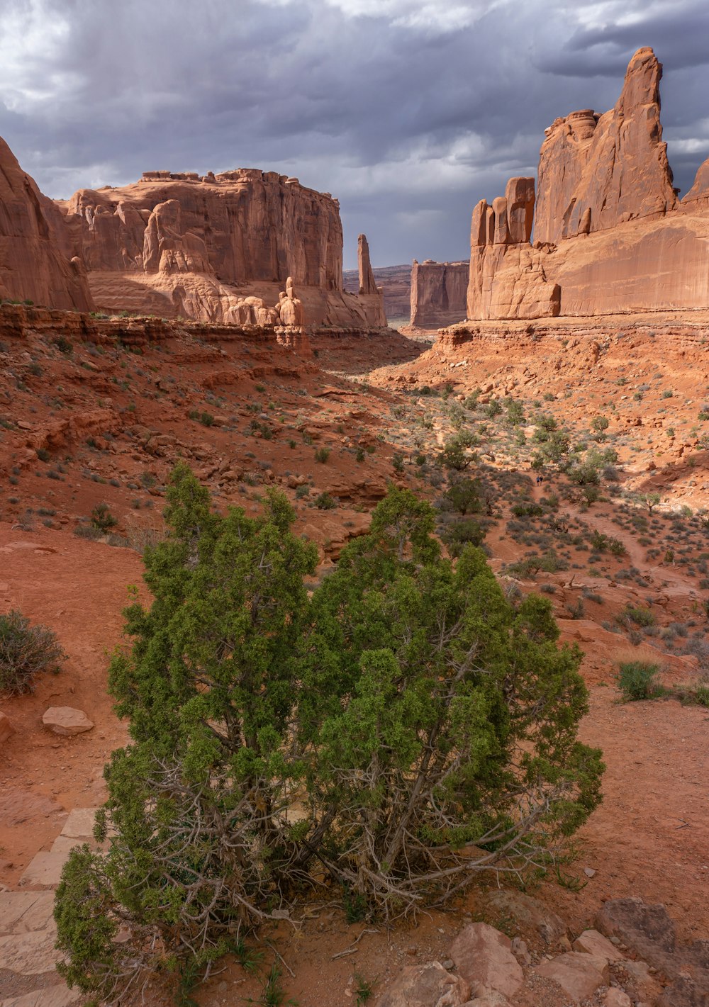 a lone tree in the middle of a desert