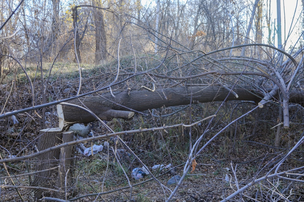 a large tree that has fallen over in the woods