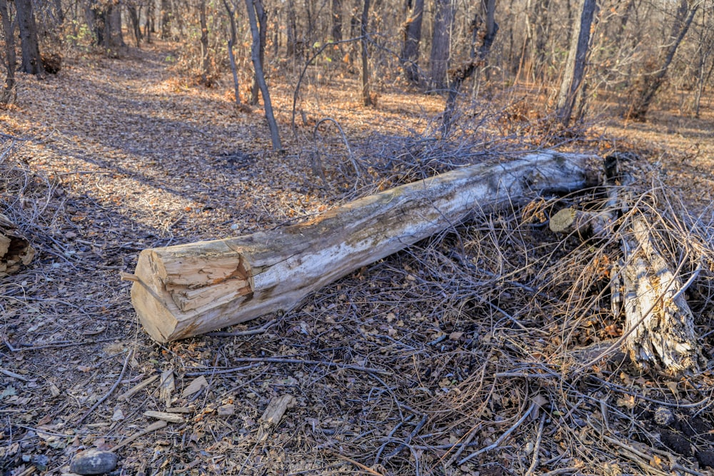 a fallen tree in the middle of a forest