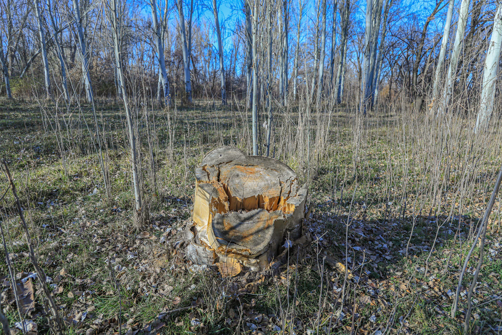 Nine Stumps, One Afternoon