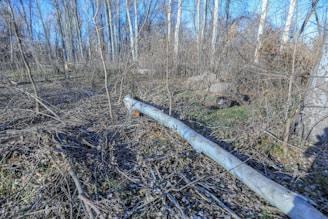 a metal pipe laying in the middle of a forest