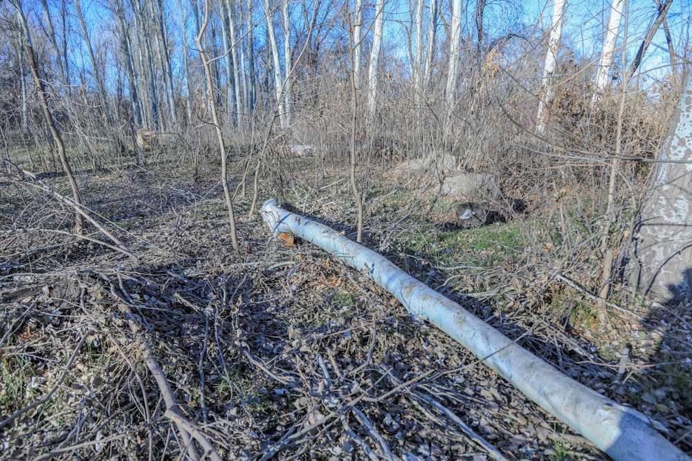a metal pipe laying in the middle of a forest
