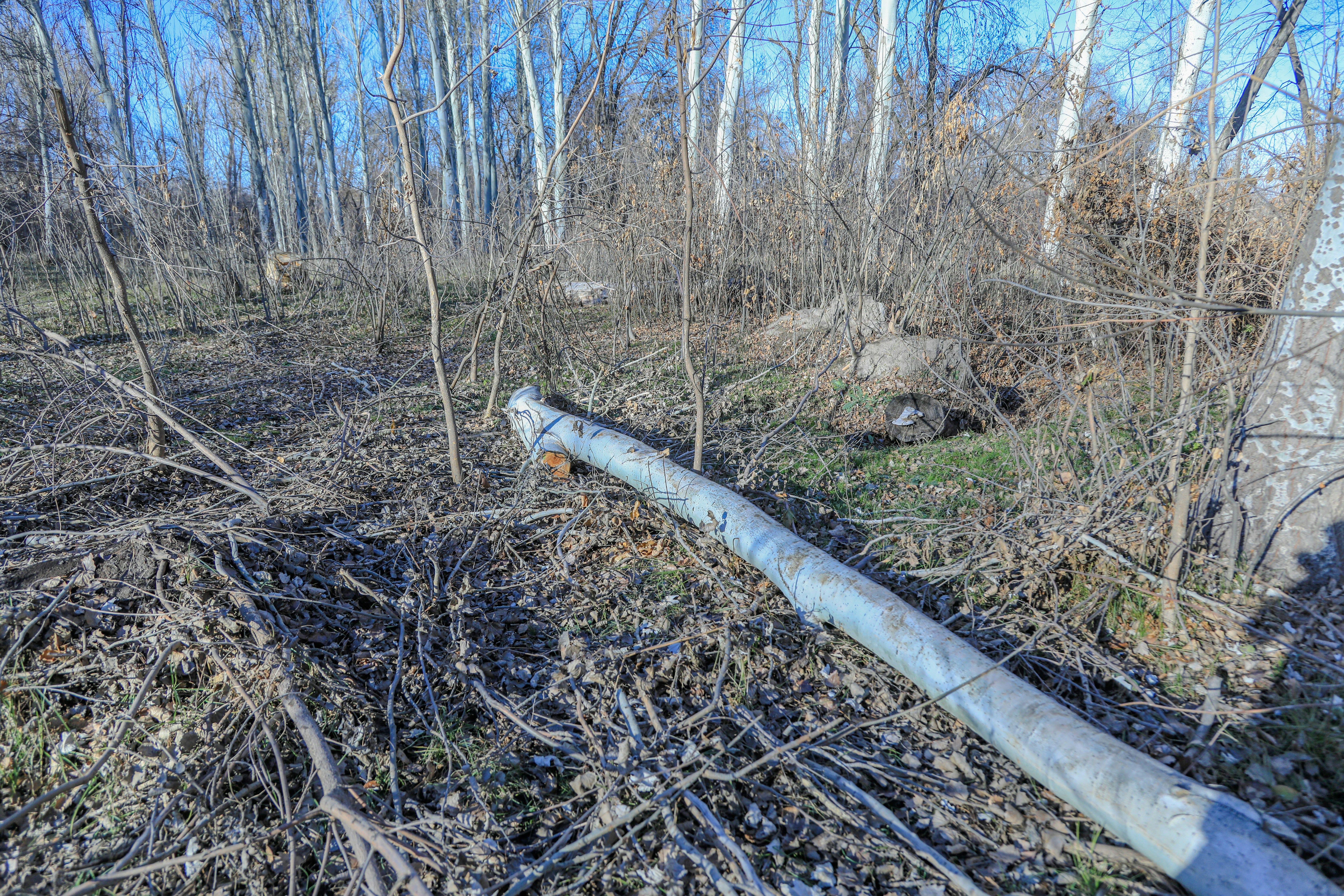 The Deforestation Factor: Heating Up Our Planet