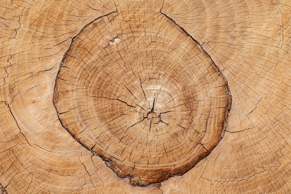 a close up of a tree trunk with a cross section