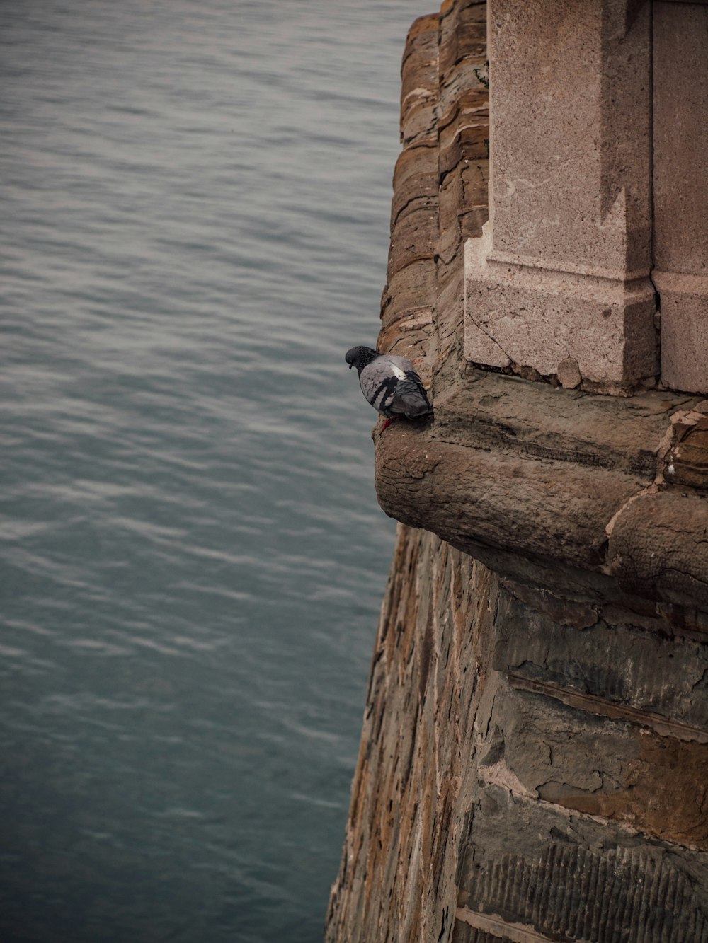 Ein Vogel sitzt auf einem Felsvorsprung neben einem Gewässer