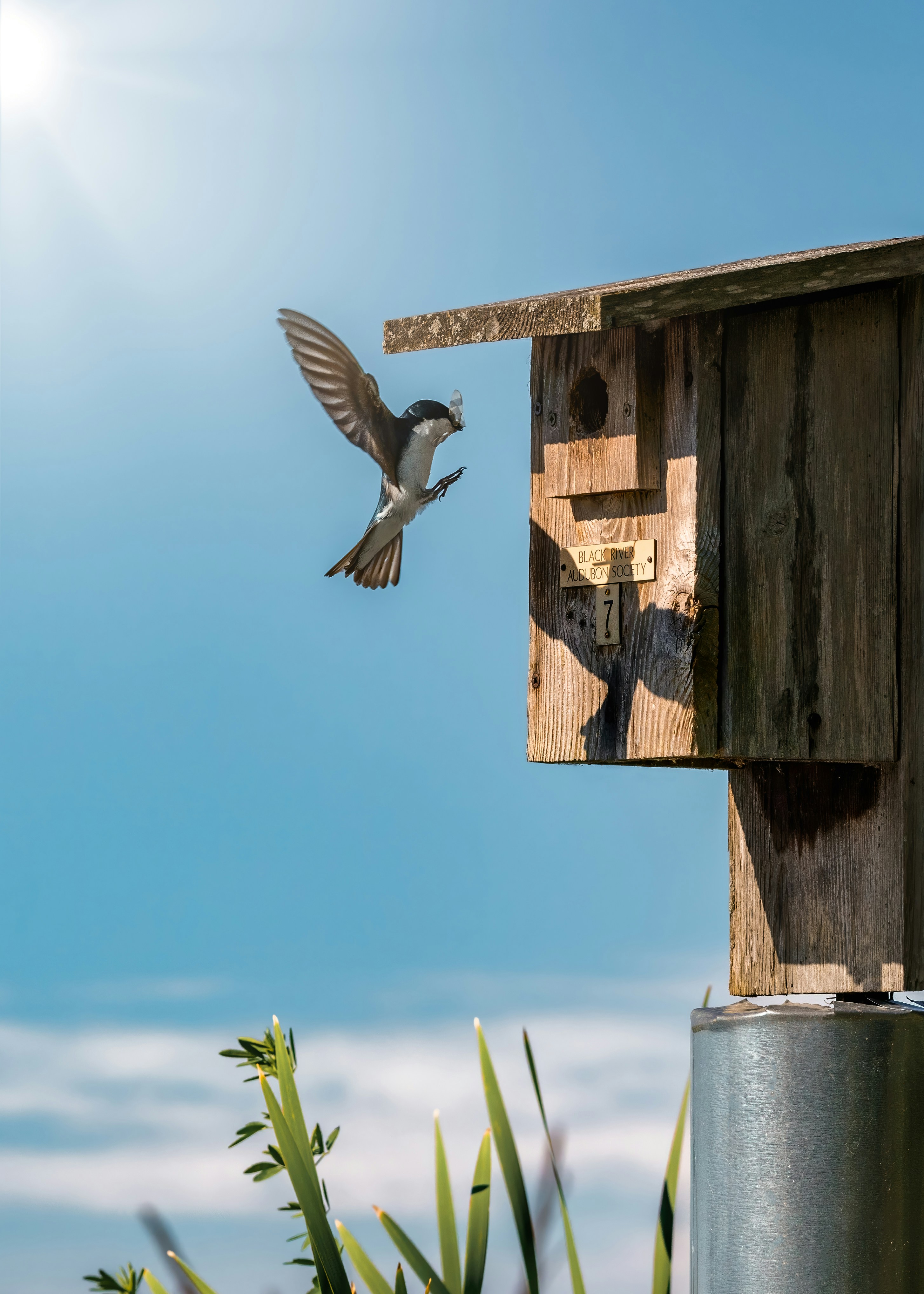 a bird flying towards a birdhouse on a sunny day