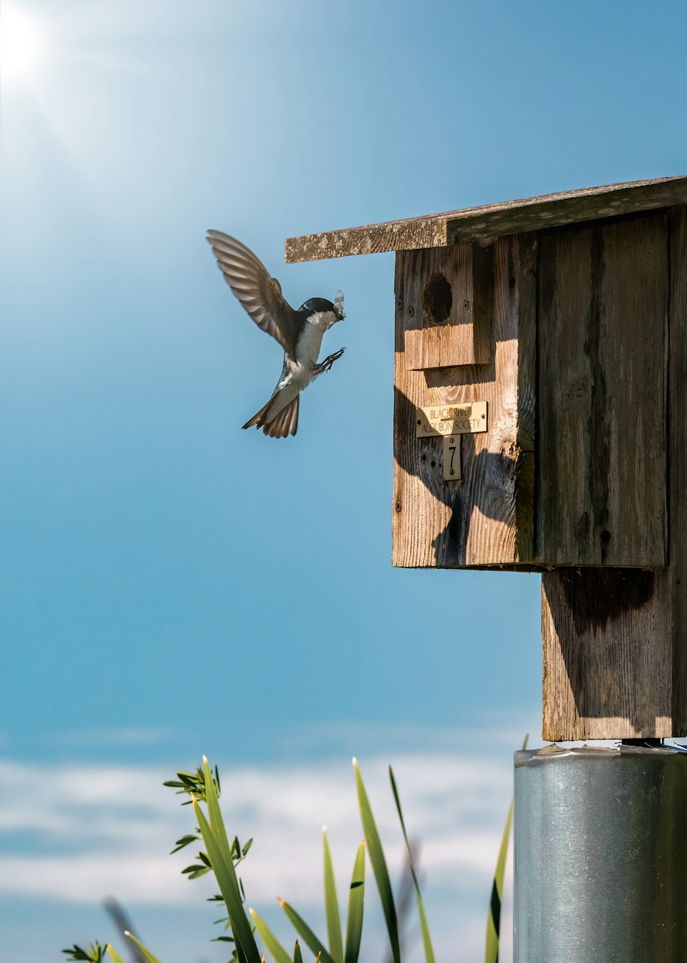 a bird flying towards a birdhouse on a sunny day