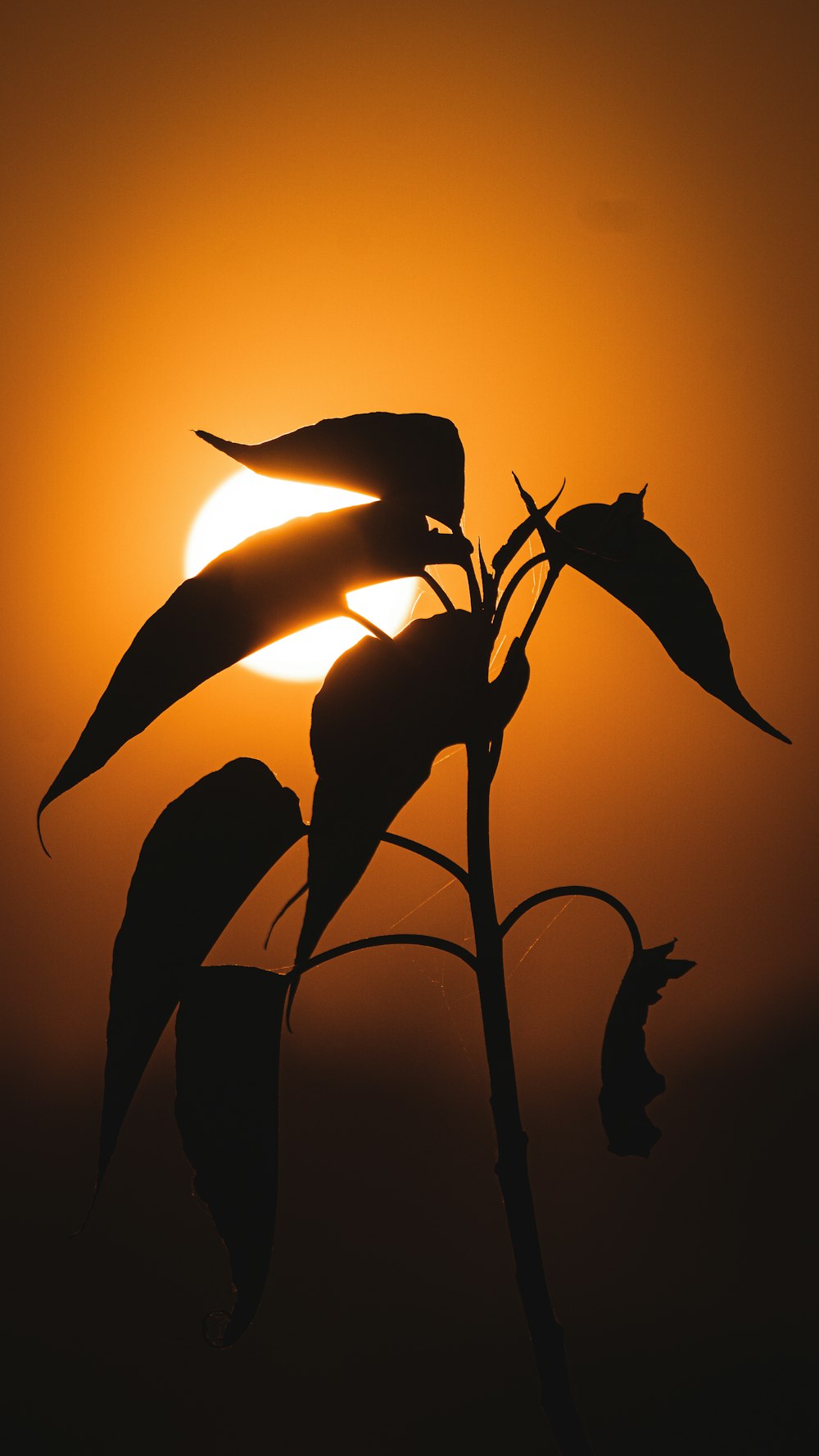 the sun is setting behind a silhouette of a plant