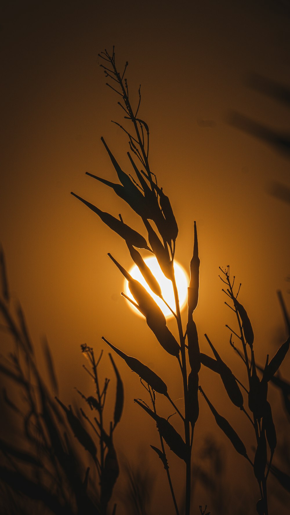 Il sole sta tramontando dietro un ramo di un albero