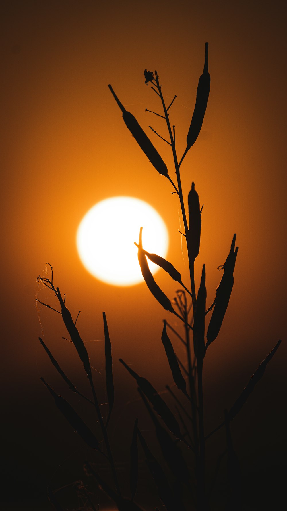 uma silhueta de uma planta com o sol no fundo