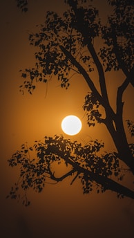the sun is setting behind a tree in the fog
