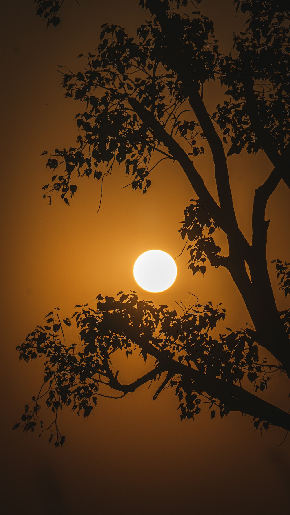 o sol está se pondo atrás de uma árvore no nevoeiro