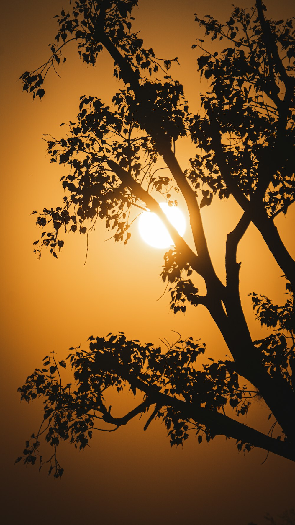El sol se está poniendo detrás de un árbol sin hojas
