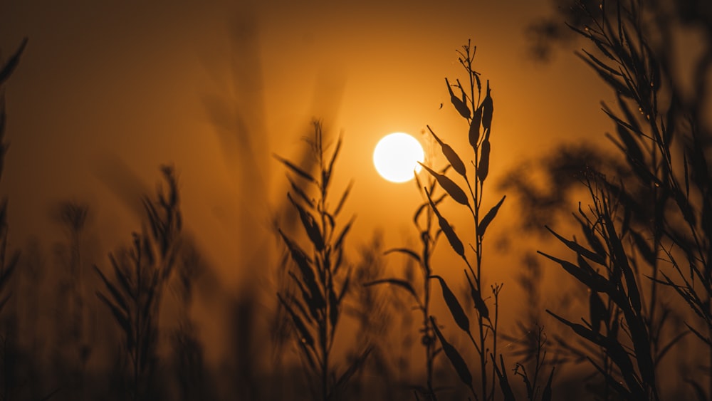 the sun is setting over a field of tall grass