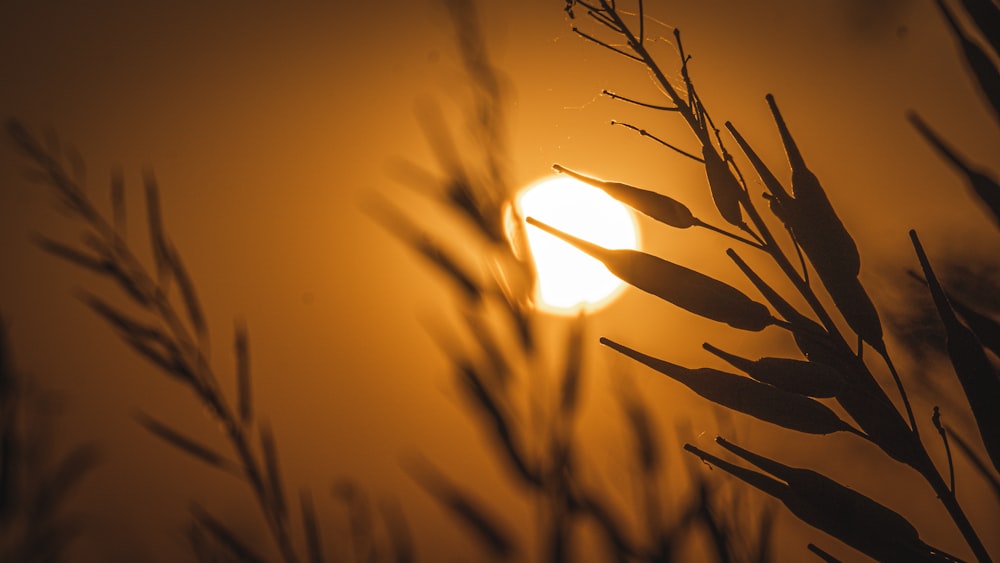 the sun is shining through the branches of a tree