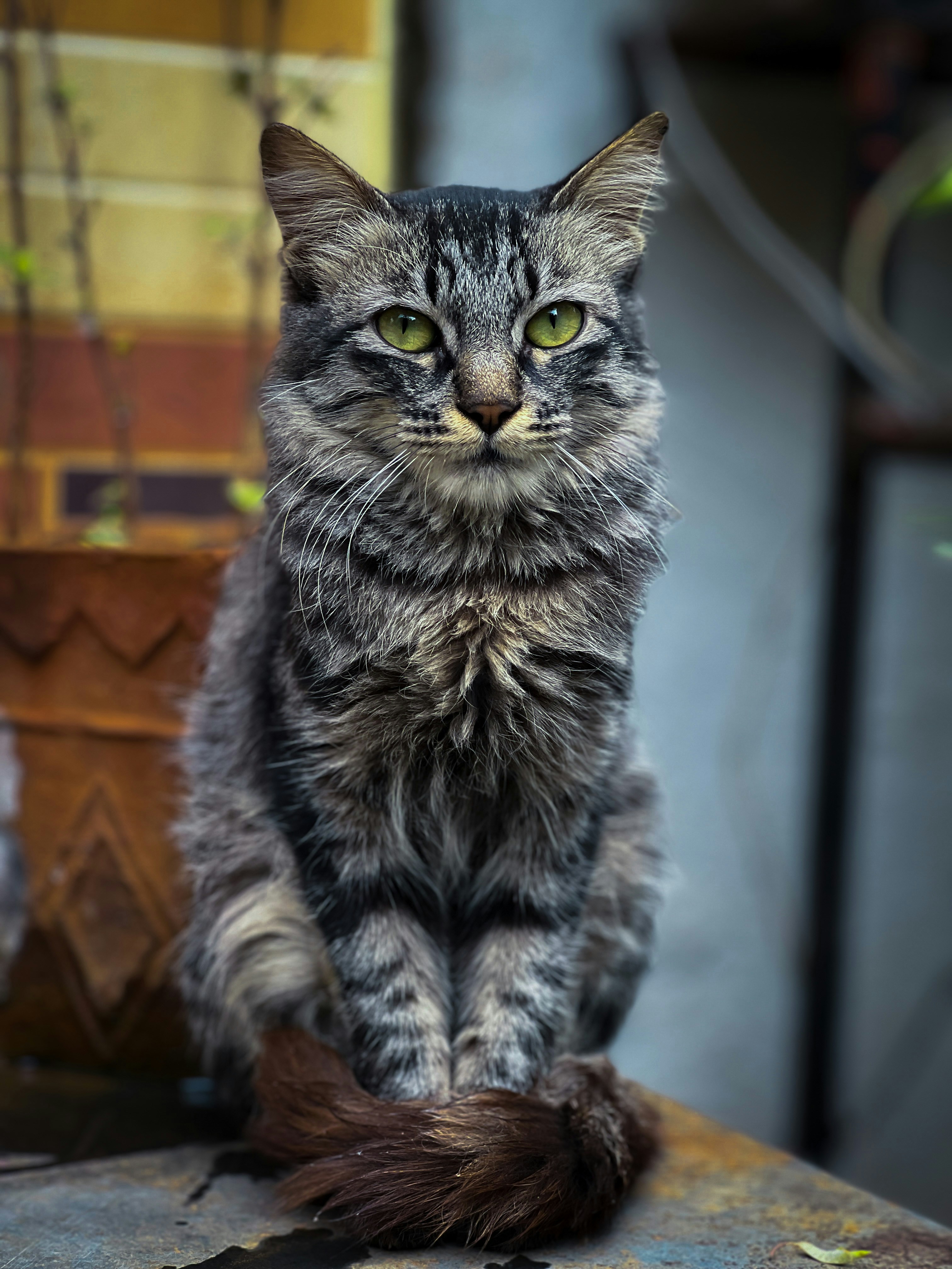 a cat sitting on top of a wooden table
