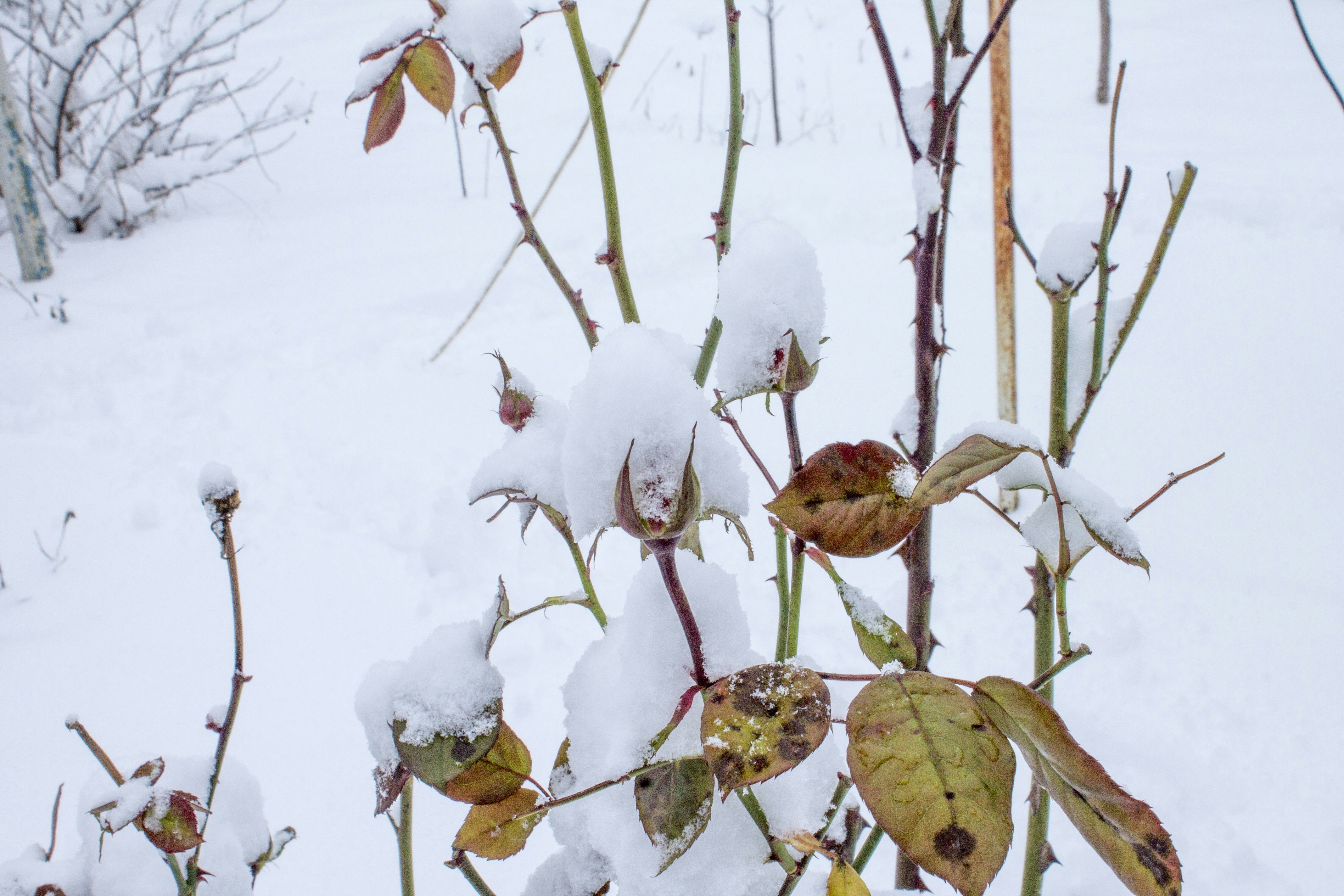 Photo by olgamusiichuck