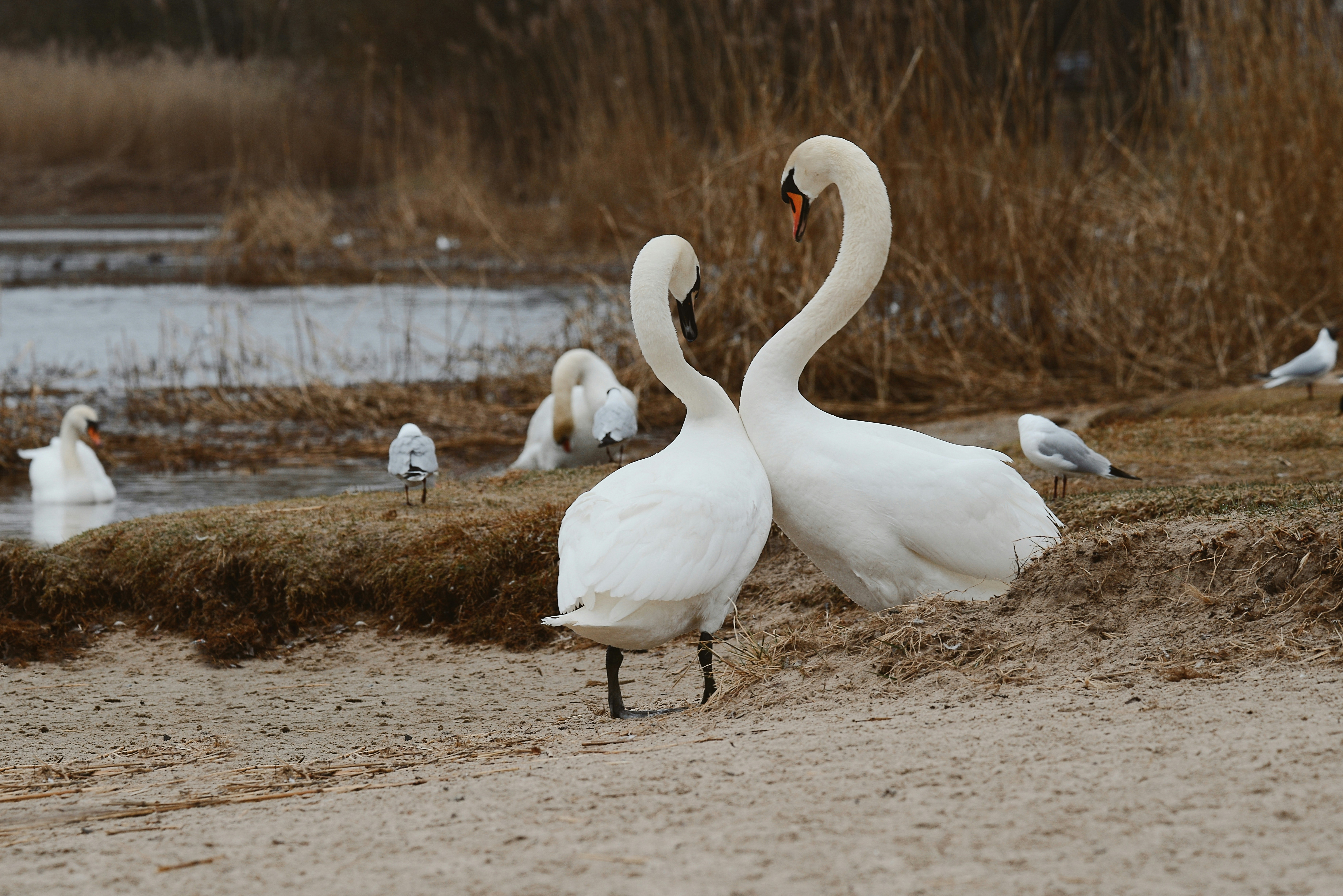 Photo by anitaaustvika