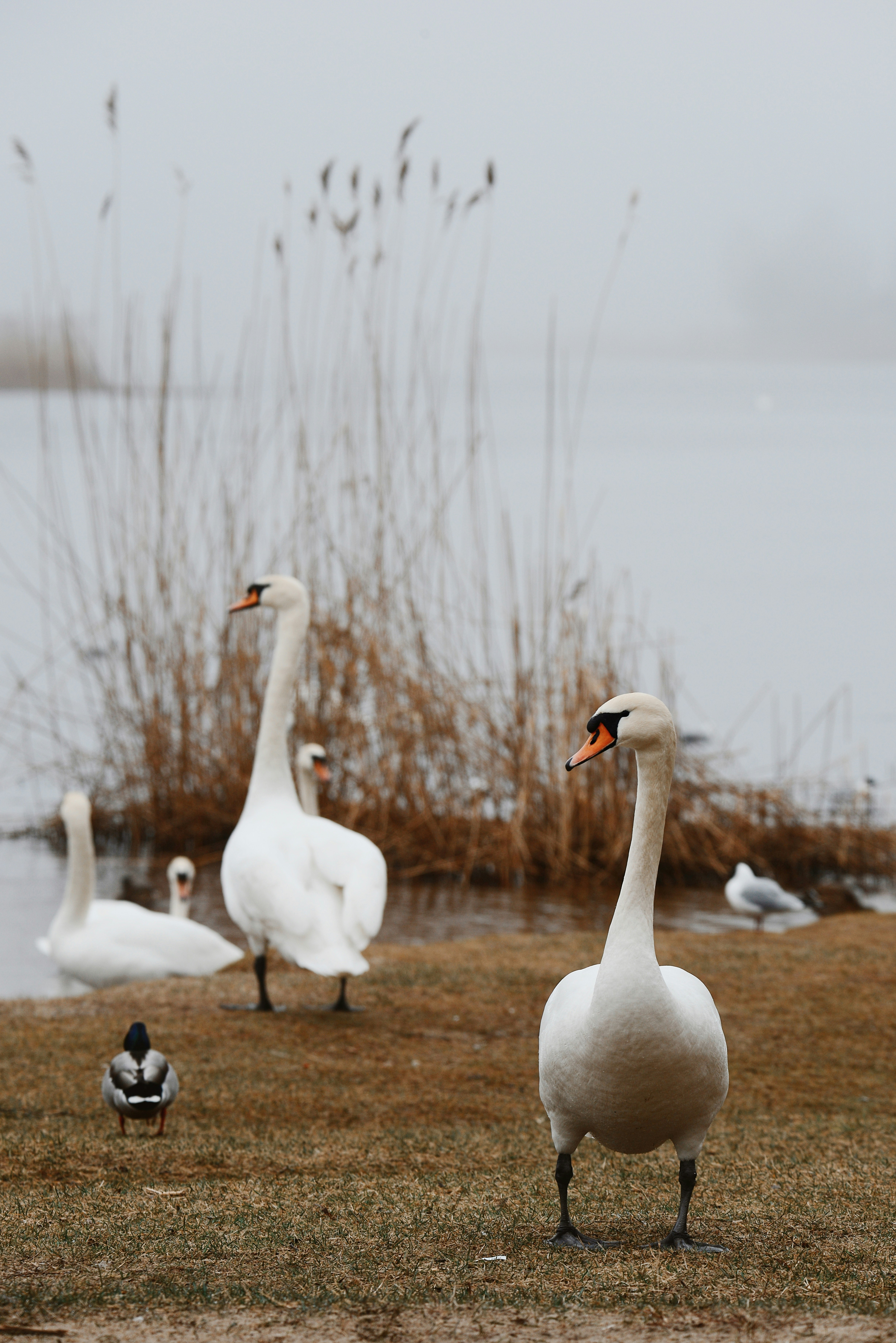 Photo by anitaaustvika