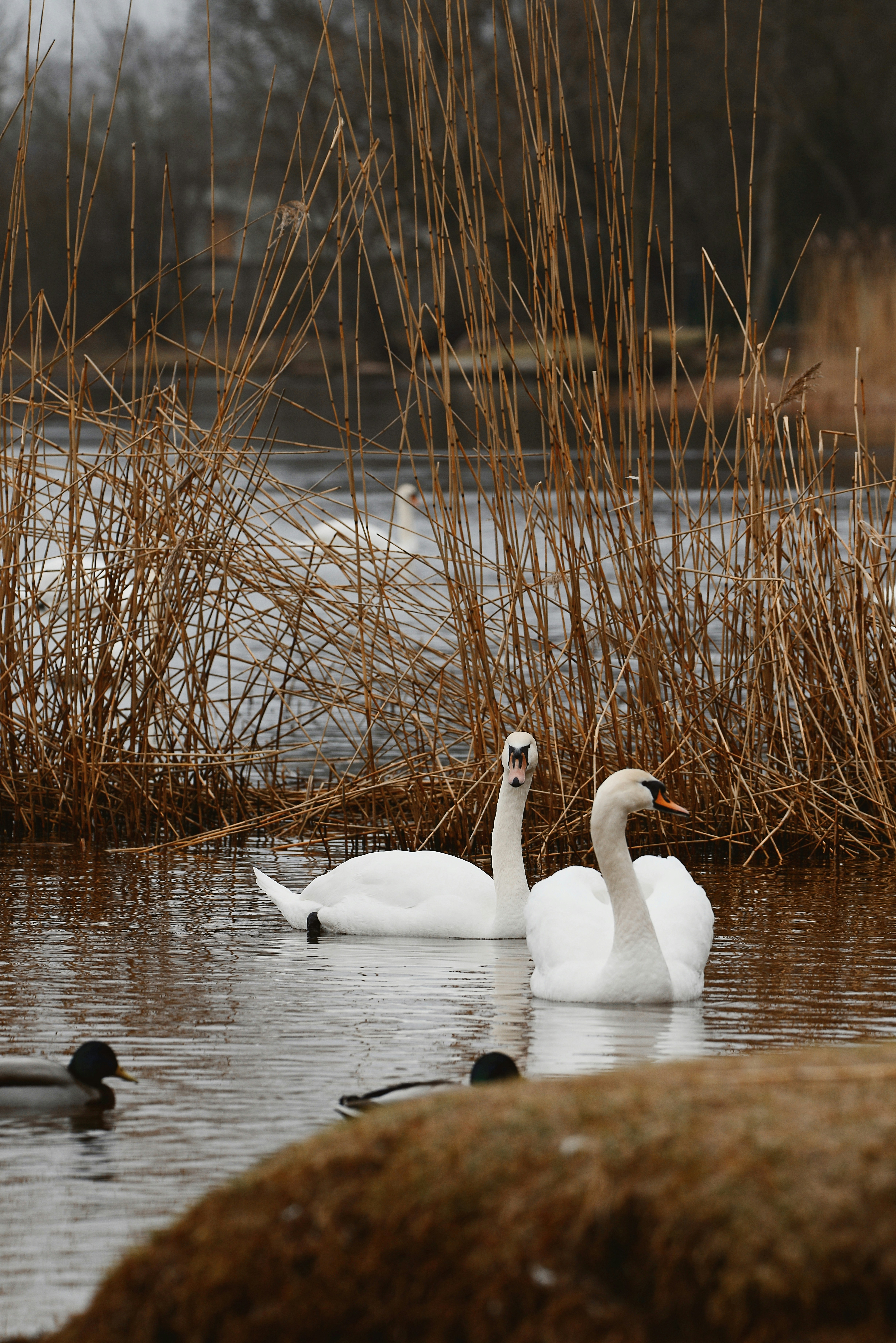 Photo by anitaaustvika