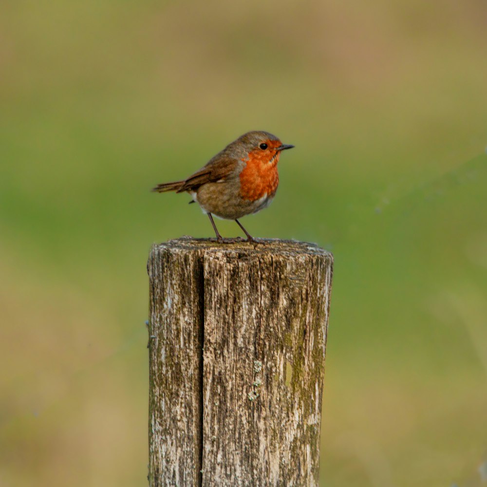 un petit oiseau assis au sommet d’un poteau en bois