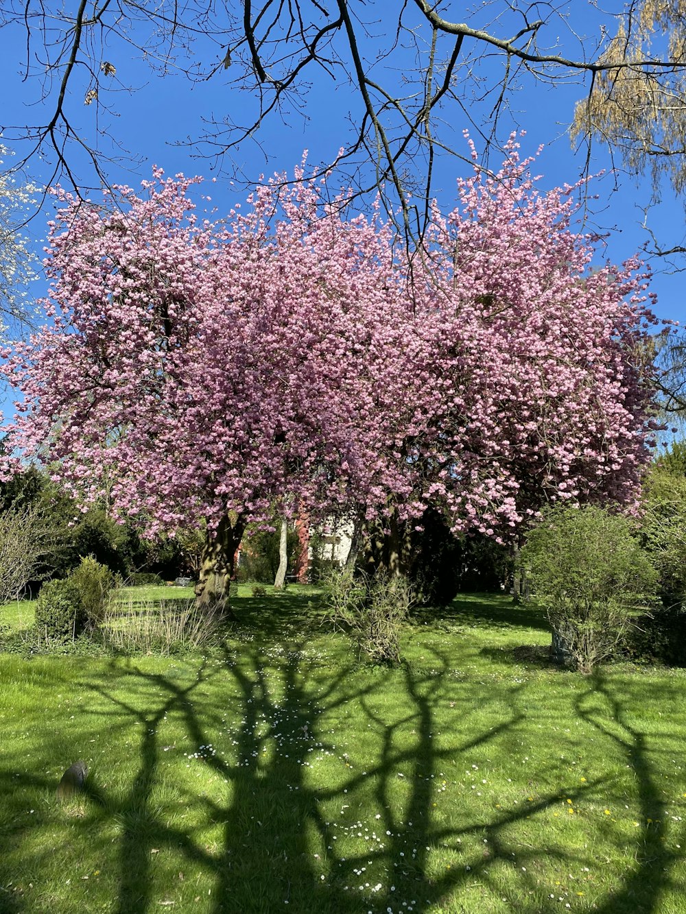 a tree with purple flowers in a park