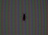 A close-up view of a digital screen displaying a pattern of red, green, and blue pixels with a silhouette of a small insect, possibly a bug or fly, positioned against the screen.
