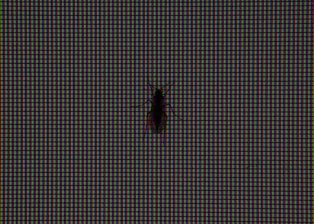 An engaging visual representing pest control services.
