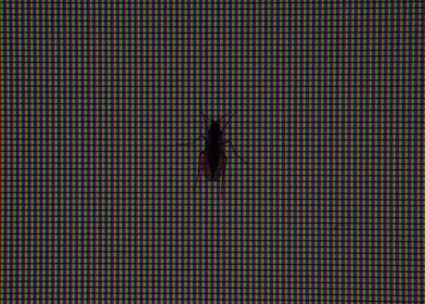 Visual alert on a mobile device showing pest detection in crops.