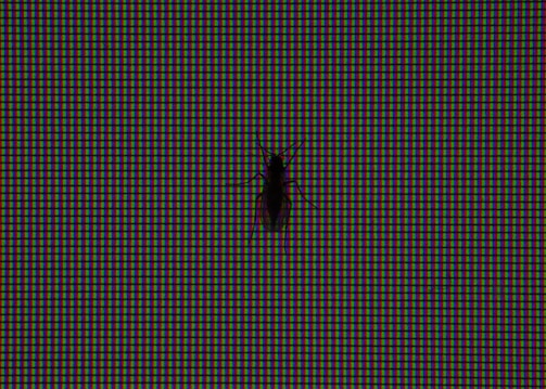 A close-up view of a digital screen displaying a pattern of red, green, and blue pixels with a silhouette of a small insect, possibly a bug or fly, positioned against the screen.