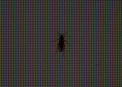 A close-up view of a digital screen displaying a pattern of red, green, and blue pixels with a silhouette of a small insect, possibly a bug or fly, positioned against the screen.
