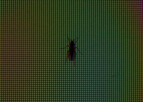 A close-up view of a digital screen displaying a pattern of red, green, and blue pixels with a silhouette of a small insect, possibly a bug or fly, positioned against the screen.