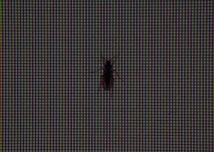 A close-up view of a digital screen displaying a pattern of red, green, and blue pixels with a silhouette of a small insect, possibly a bug or fly, positioned against the screen.