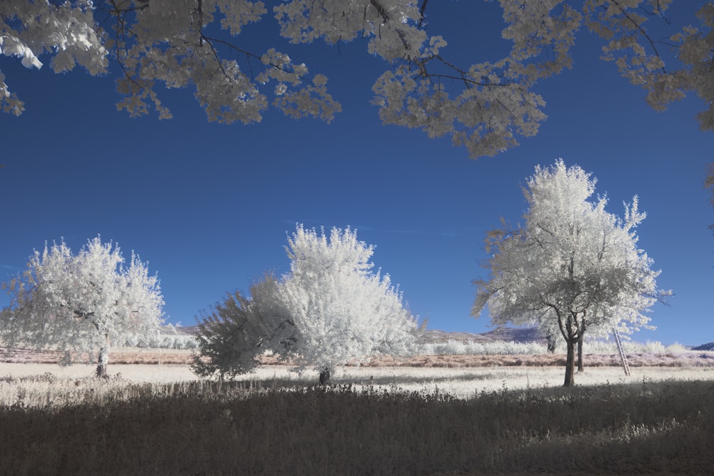 a group of trees in a field with a blue sky in the background