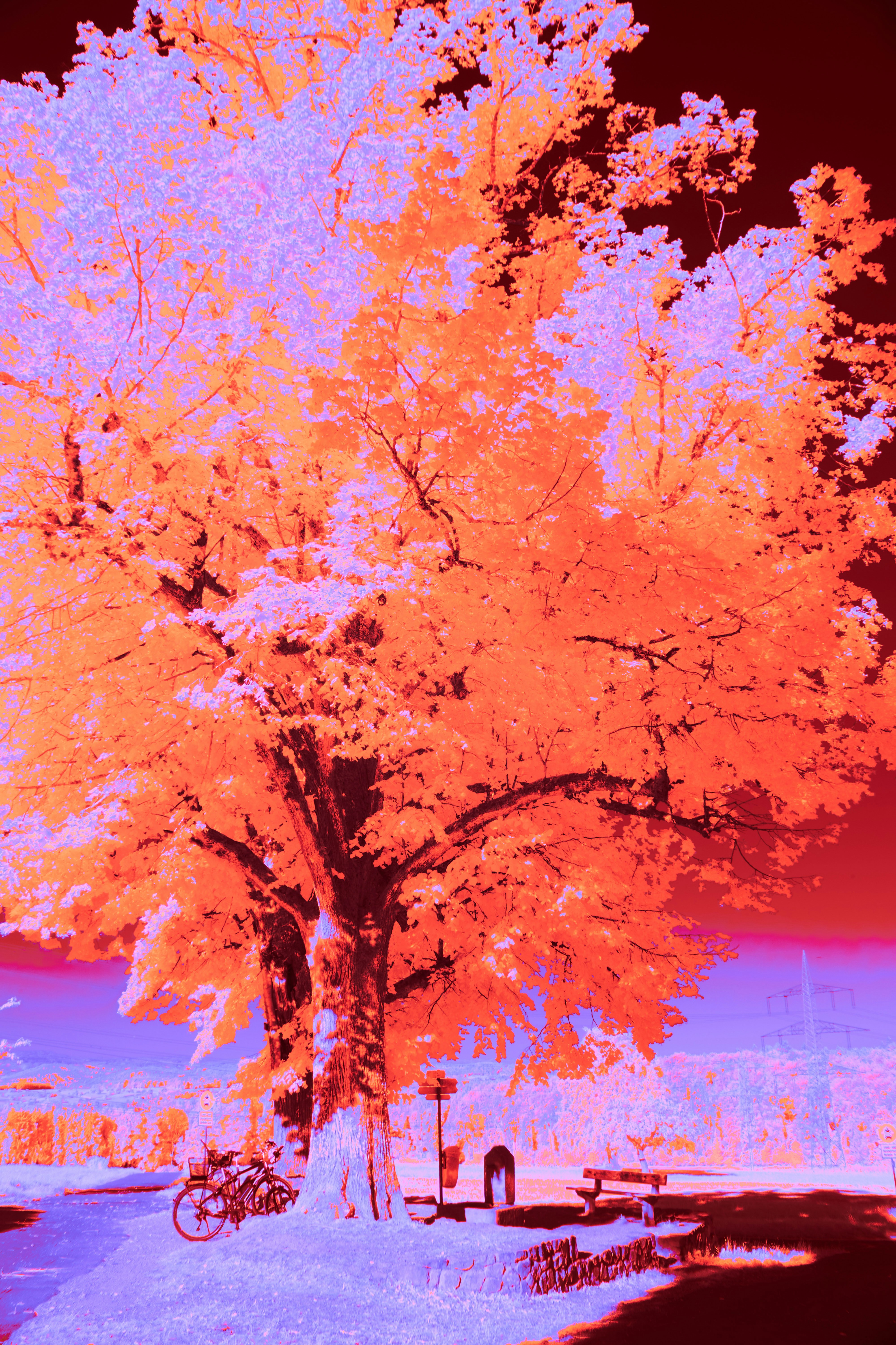 Photo by wolfgang_hasselmann