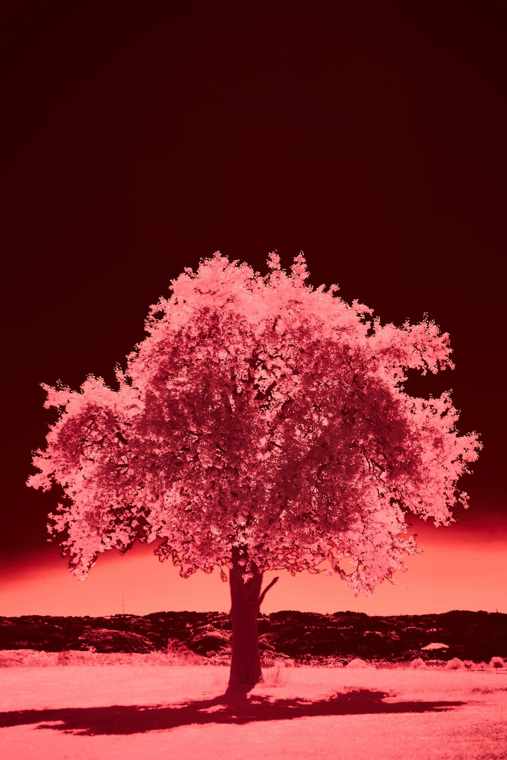 a tree in a field with a red sky in the background