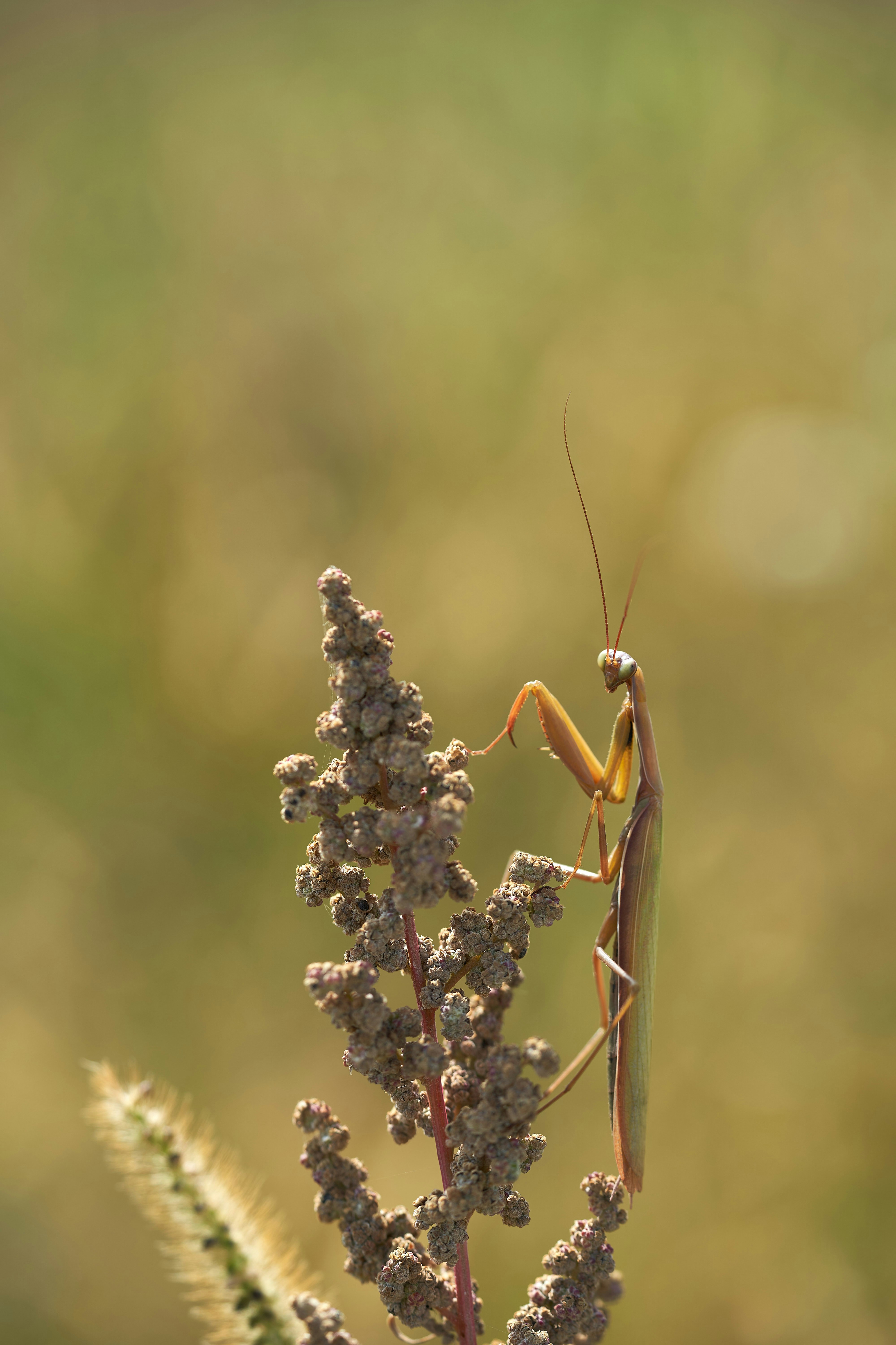 Photo by wolfgang_hasselmann