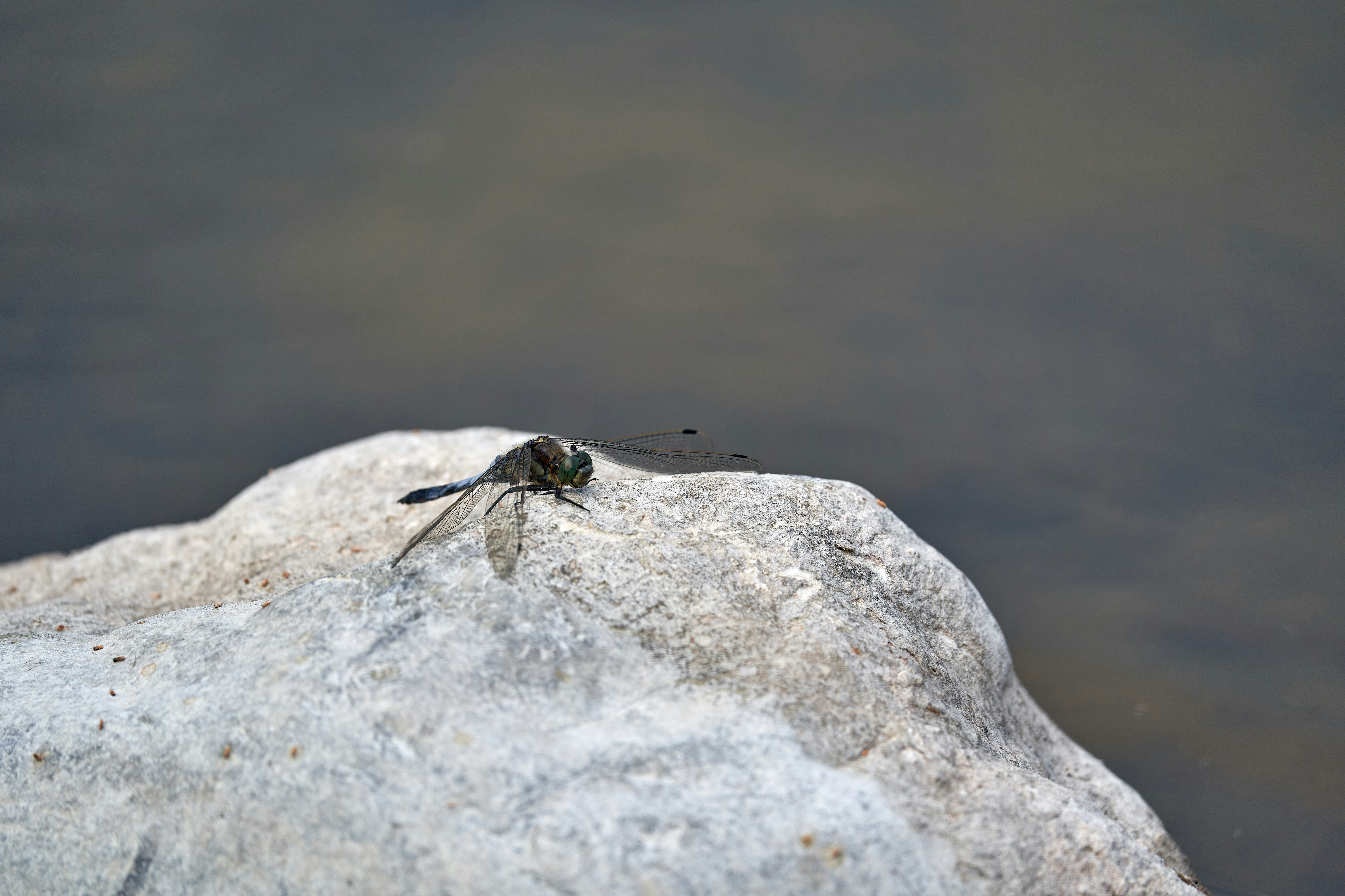 Photo by wolfgang_hasselmann