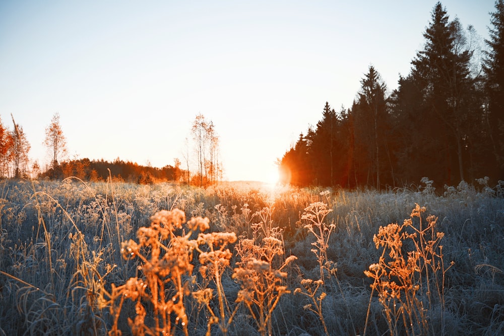 a field with tall grass and trees in the background