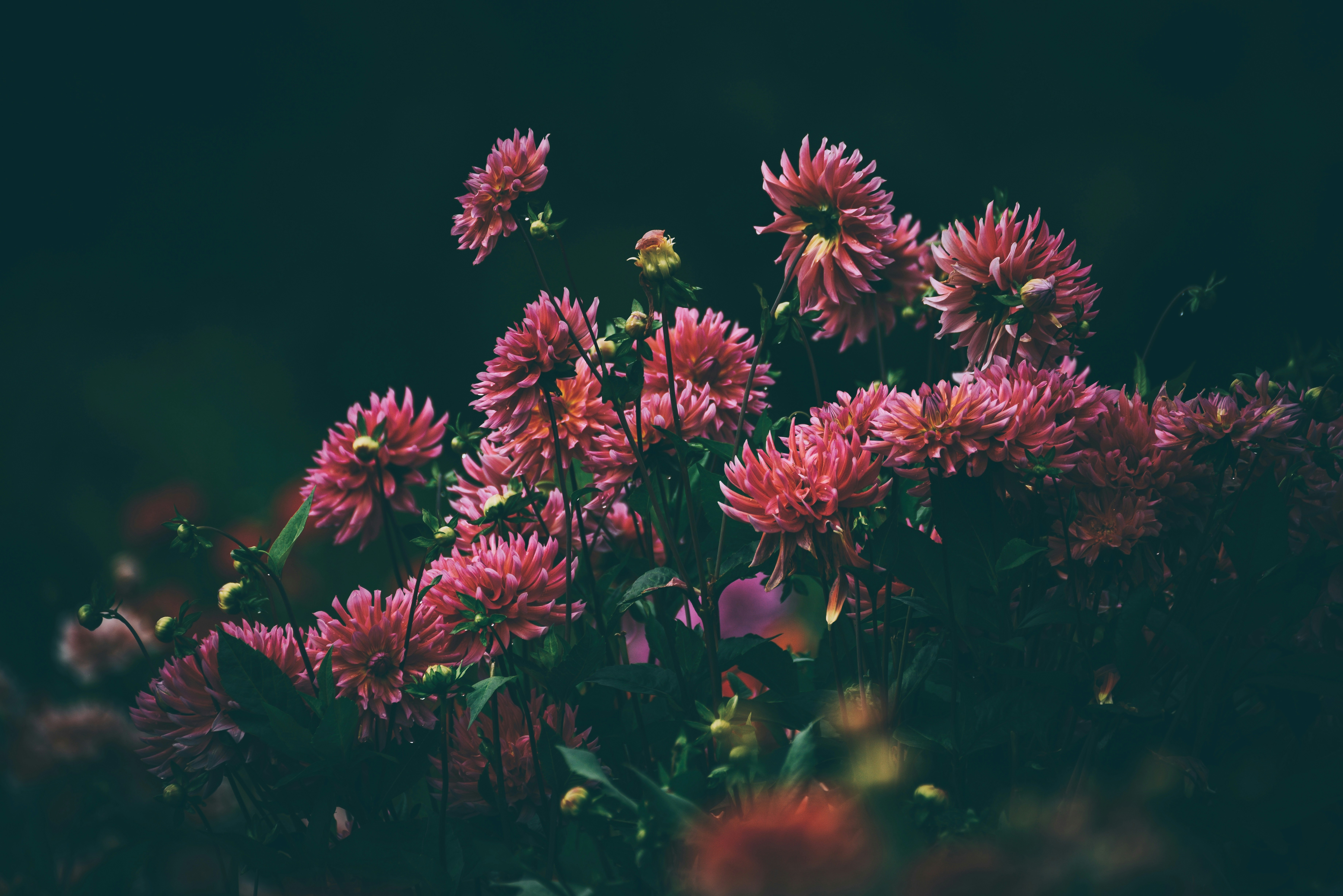 Photo by anitaaustvika