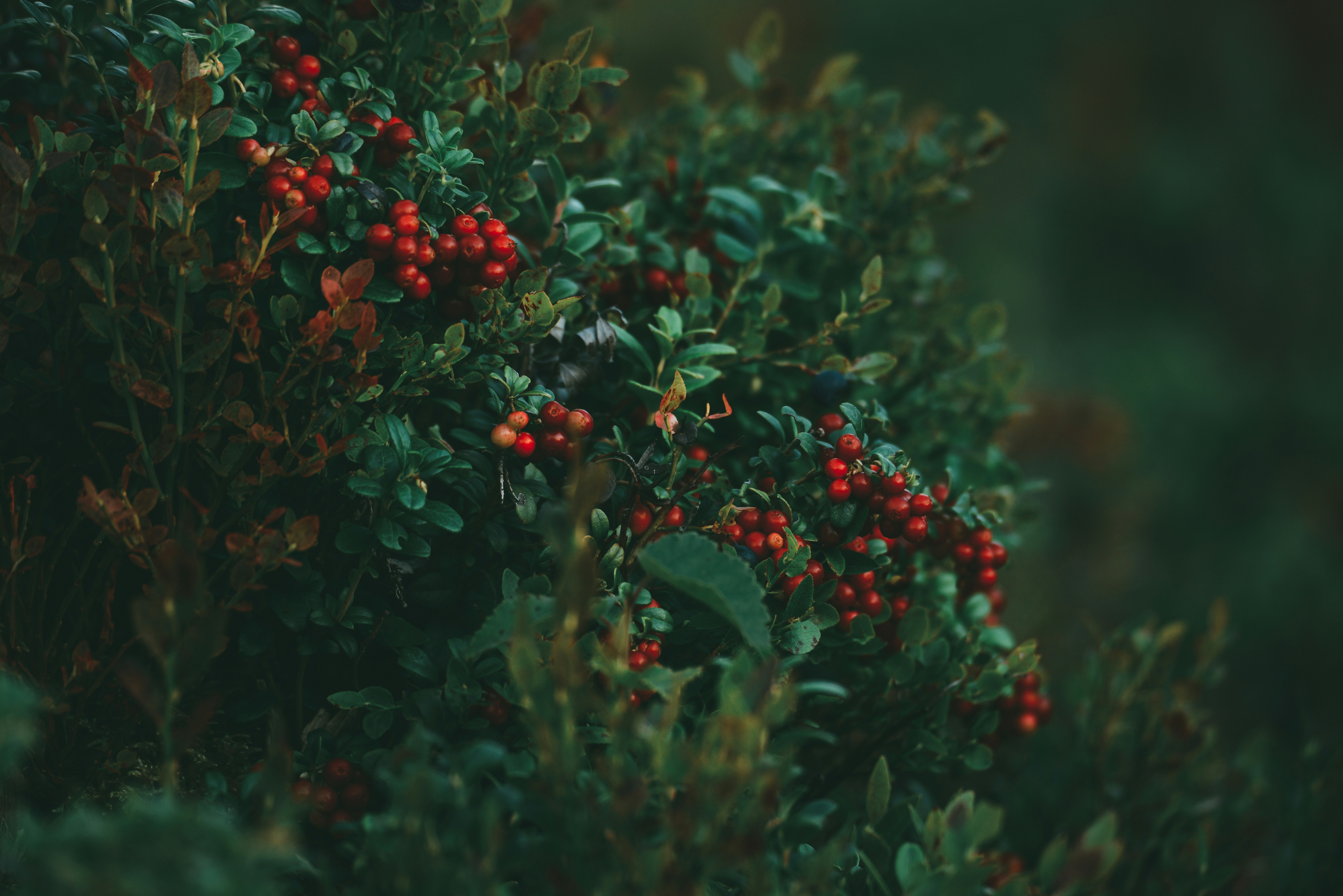 Photo by anitaaustvika