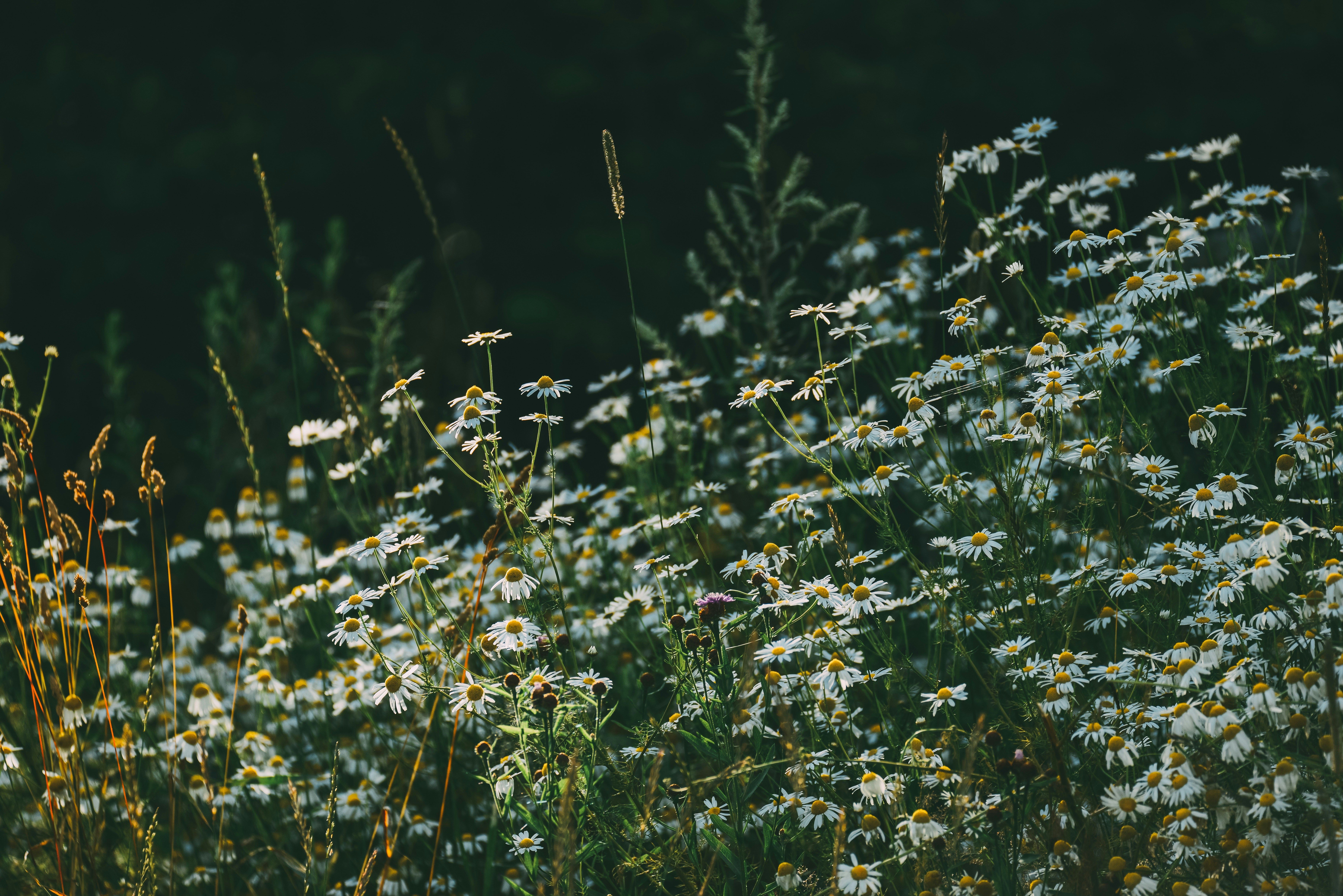 Photo by anitaaustvika