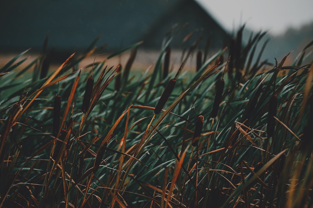 a field of tall grass with a barn in the background