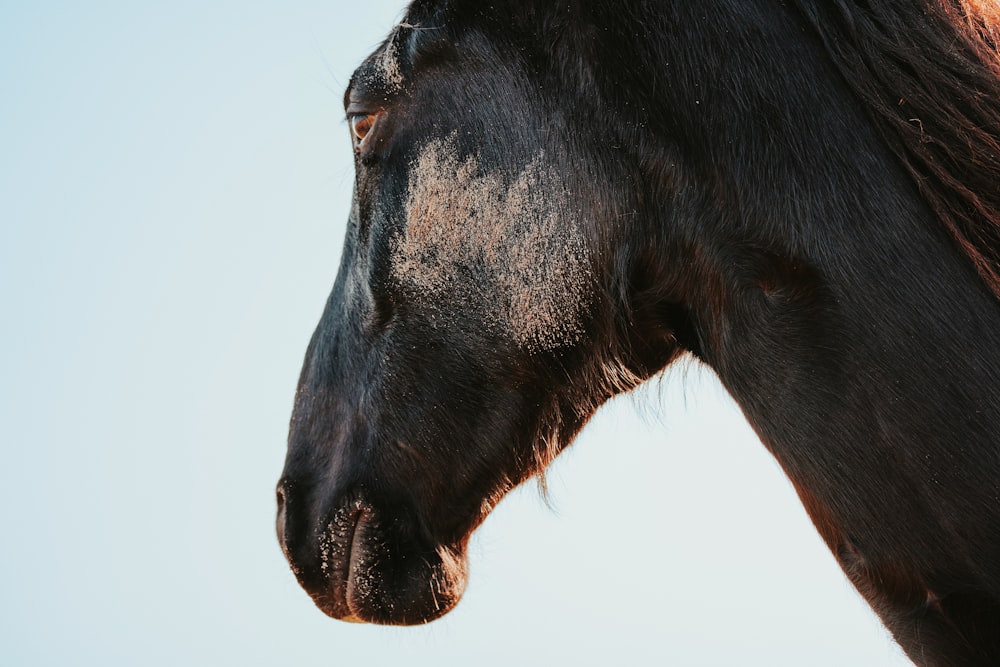 a close up of a horse's head with a sky background